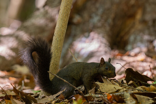 Black Squirrel at the Smithsonian Zoo
