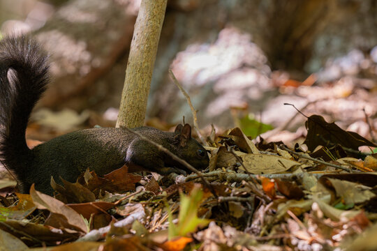 Black Squirrel at the Smithsonian Zoo