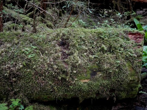 Nurse log of decay allow for new growth of vegetation at Wrangell Island Alaska