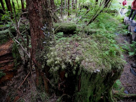 Nurse log of decay allow for new growth of vegetation at Wrangell Island Alaska