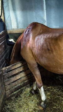 A brown horse feeding from a trough