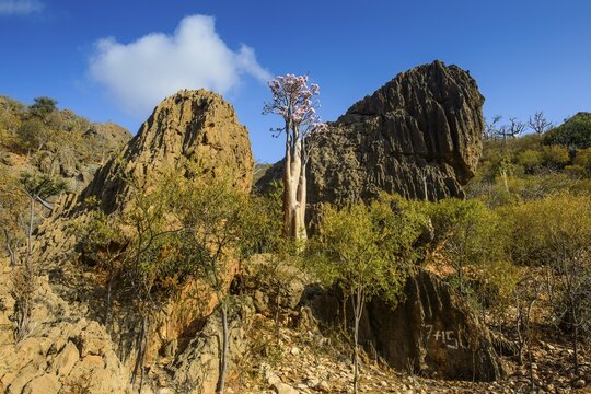 Bottle Tree (Adenium obesum) in bloom, endemic species, Socotra, Yemen