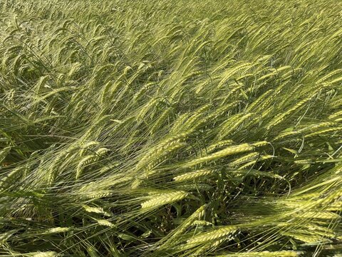 Barley (Hordeum vulgare), agriculture, ears, field, Tauber valley, Tauberfranken, Main-Tauber district, Lauda-K&ouml;nigshofen, Baden-W&uuml;rttemberg, Germany
