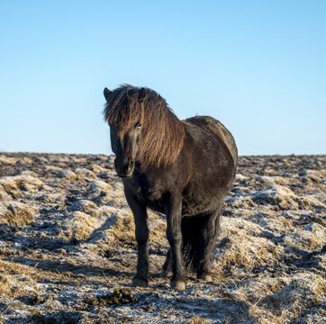 Icelandic horse (Equus islandicus), Southern Iceland, Iceland