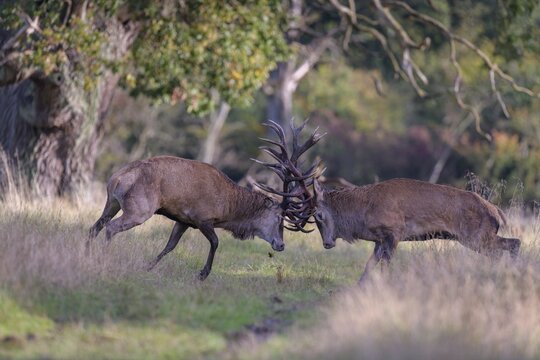 Red deer (Cervus elaphus), rutting fight of two capital stags in a meadow, Zealand, Denmark