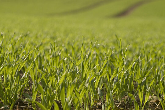 Field of winter wheat