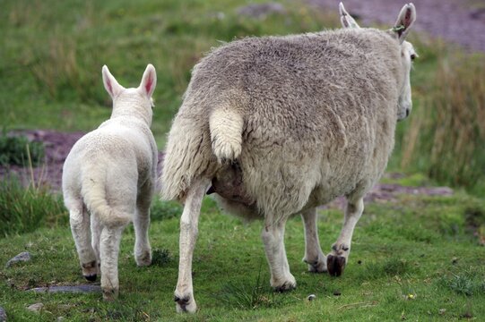 Ewe and a lamb trotting across a meadow, Applecross, Highlands, Scotland, Great Britain