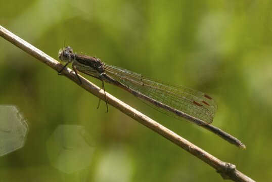 Common winter dragonfly, Sympecma fusca, winter damselfly, damselflies, dragonflies, insects, dragonflies, odonata, zygoptera