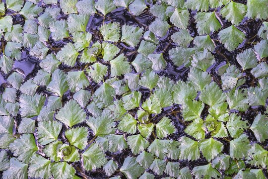 Water chestnut (Trapa natans), Neudauer Ponds, Neudau, Styria, Austria