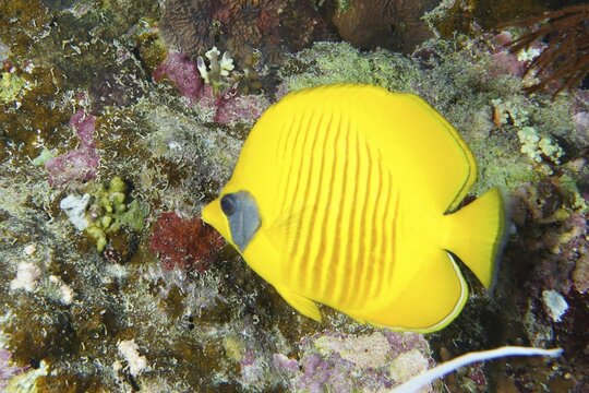 Bright yellow masked butterflyfish (Chaetodon semilarvatus) with black eye swimming between corals in the sea, dive site Big Brother, Brother Islands, Egypt, Red Sea