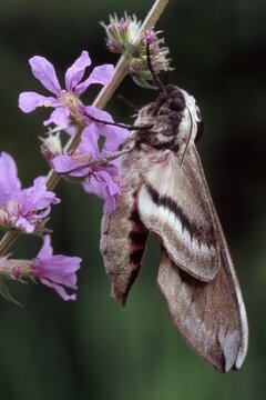 Privet Hawkmoth (Sphinx ligustri) perched on a flower, Tirol, Austria