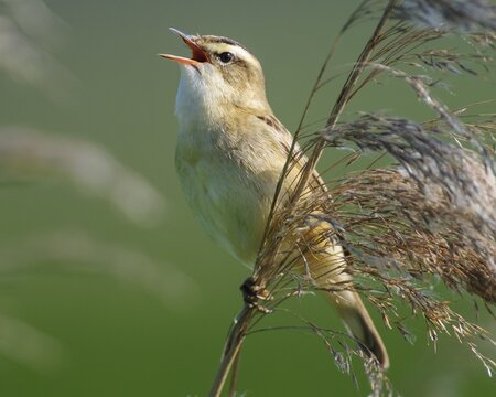 Sedge warbler (Acrocephalus schoenobaenus) on the Ansitzwarte at the reeds in the Ochsenmoor, D&uuml;mmer, H&uuml;de, Lower Saxony, Germany