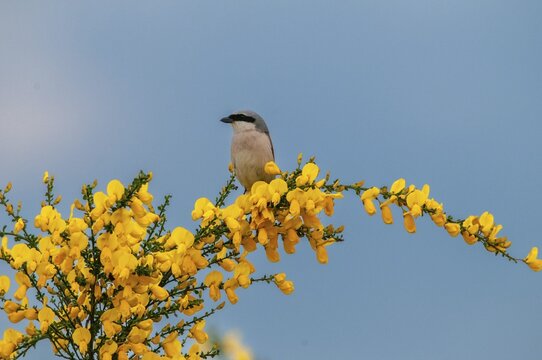 Brandenburg, Germany, Lanius Collurio, Nabu, national natural heritage, natural paradise Gr&uuml;nhaus, red-backed shrike, redback shrike, post-mining landscape, birds, green house, male, passeri, songbirds, songbirds, birds, shrikes