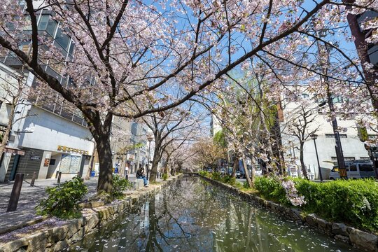 Cherry blossoms on Takase River, Kyoto, Japan