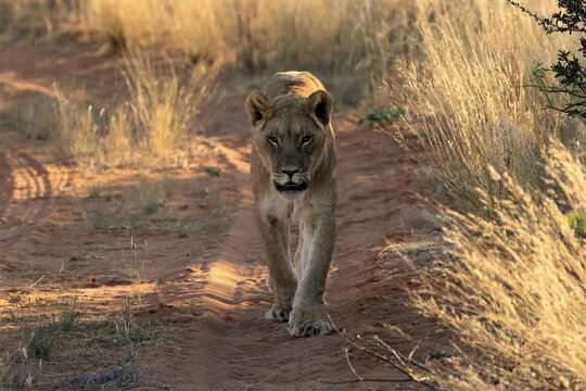 Lion (Panthera leo), adult, female, alert, running, Tswalu Game Reserve, Kalahari, Northern Cape, South Africa