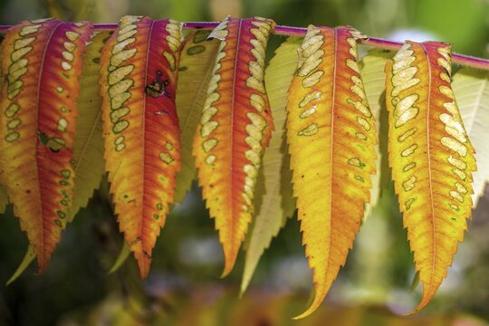 Leaf of the staghorn sumac (Rhus typhina) in autumn colouring, Baden-W&uuml;rttemberg, Germany