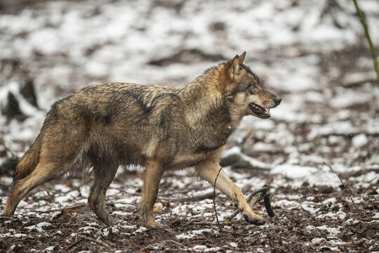 Gray wolf (Canis lupus), Winter, Neuhaus, Lower Saxony, Germany