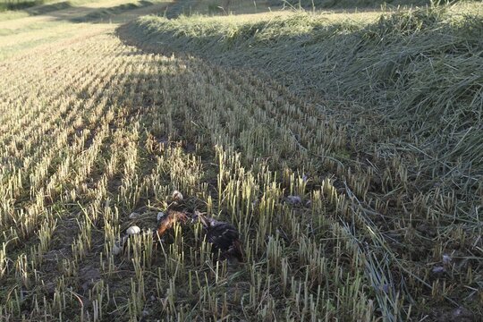 Mallard (Anas platyrhynchos) mown nest in green rye with broken eggs and dead duck far away from a body of water, Lower Austria, Austria