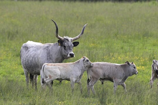 Hungarian domestic cattle (Bos primigenius taurus), steppe cattle, longhorn cattle Hungary