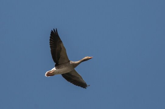 Anser Anser, Greylag or Graylag Goose, Grelag Goose, Anatidae, Birds, Duckbirds, Flying, Flight, Goose, Geese, Birds, Waterbirds, Waterbirds