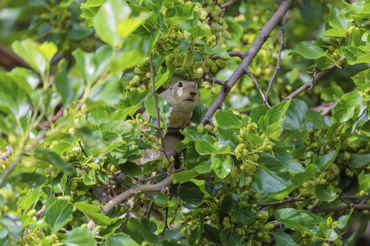 A fully grown ground squirrel (Spermophilus citellus) climbs a black mulberry tree (Morus nigra) (a rare sight) to reach the flowers. Austria