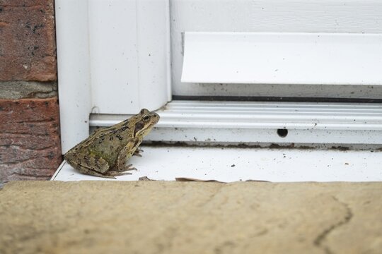Common frog (Rana temporaria) adult amphibian on a house door step in spring, England, United Kingdom