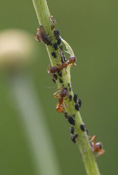 Ants, ant, European fire ant, formicidae, garden ant, hymenoptera, knot ant, Myrmica rubra, red garden ant, red-yellow knot ant, aphid, aphids, common red ant, high size, portrait format, insects, ladybug larva