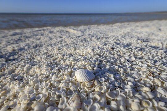 Millions of cockles (Fragum erugatum) at Shell Beach, Hamelin Pool, Shire of Shark Bay, Western Australia, Australia