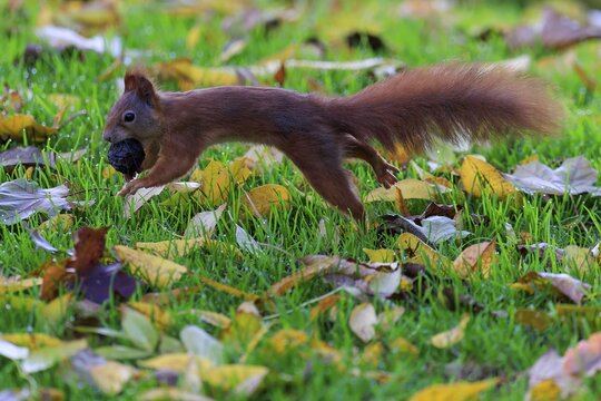 Squirrel sprints with nuts through colorful leaves, stretched body and soft background accentuate speed, squirrel (Sciurus vulgaris), wildlife, Germany