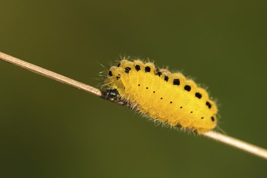 Ringed crown pea ram, billowing burnet, variable burnet moth, variable red ram, zygaena ephialtes, blood droplets, butterfly, inchworm, insects, moths, moths, moths, moth, caterpillar, butterfly, ram