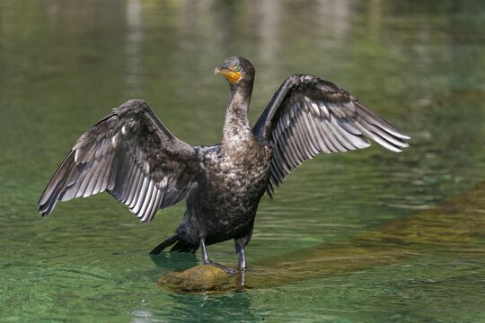 Double-crested cormorant (Phalacrocorax auritus), sitting on tree trunk in the river and drying spread wings, Rainbow River, Rainbow Springs State Park, Dunnelon, Florida, USA