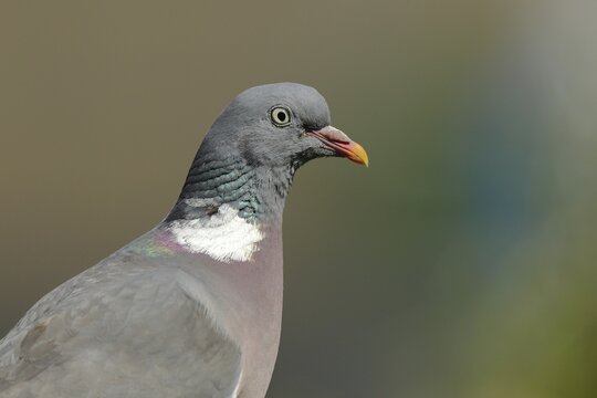 Common wood pigeon (Columba palumbus), animal portrait, North Rhine-Westphalia, Germany