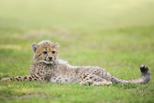Cheetah (Acinonyx jubatus), young animal lying in a meadow, occurrence in Africa