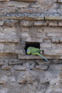 Ring-necked or Rose-ringed parakeet (Psittacula krameri) adult bird sitting in a hole in an ancient city building, Rome, Italy