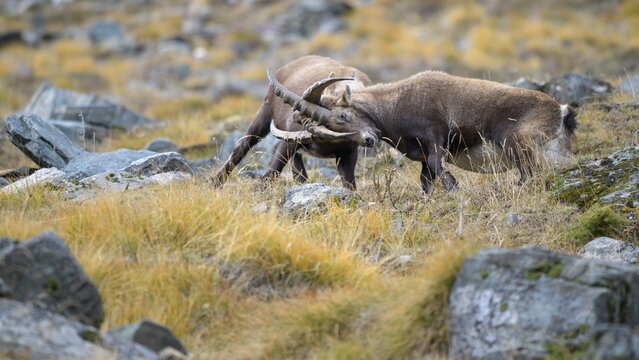 Alpine ibex (Capra ibex), two younger animals in a playful fight, Gran Paradiso National Park, Aosta, Italy