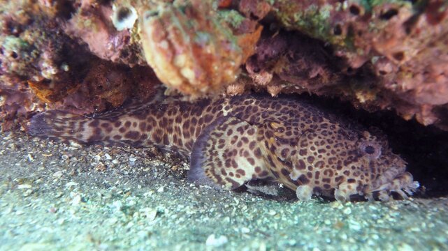 Gulf toadfish (Opsanus beta) Toadfish. Dive site Amber Jack, Destin, Panhandle, Gulf of Mexico, Florida, USA