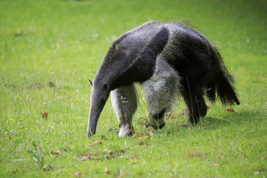 Giant anteater (Myrmecophaga tridactyla), adult, foraging, captive