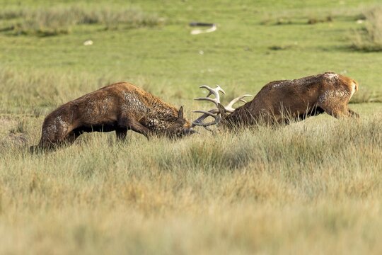 Red deer (Cervus elaphus), stag fighting during the rutting season