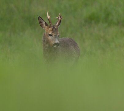Roe deer (Capreolus capreolus), roebuck with beginning hair change standing in a meadow, wildlife, Thuringia, Germany