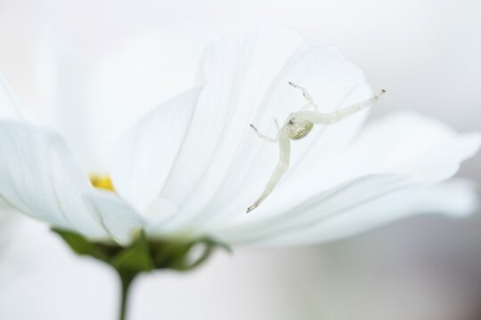 Goldenrod crab spider ( Misumena vatia) on standby Mexican aster ( Cosmos bipinnatus) Hesse, Germany