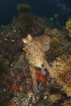 Common Octopus (Octopus vulgaris) camouflaged between algae on the seabed. Dive site Cap de Creus Marine Protected Area, Rosas, Costa Brava, Spain, Mediterranean Sea