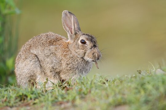 Wild rabbit (Oryctolagus cuniculus), North Rhine-Westphalia, Germany