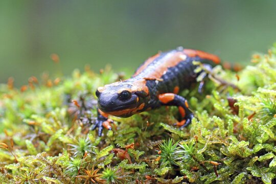 Orange Fire salamander (Salamandra salamandra), Rare colour variation, Solms, Hesse, Germany