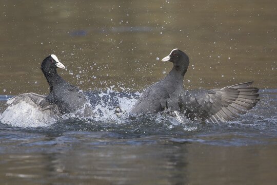 Eurasian Coots (Fulica atra), North Hesse, Hesse, Germany