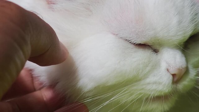 Veterinarian's hand examining a white cat's fur for signs of ringworm, hair loss, or other skin problems during a dermatological checkup at an animal hospital for treatment