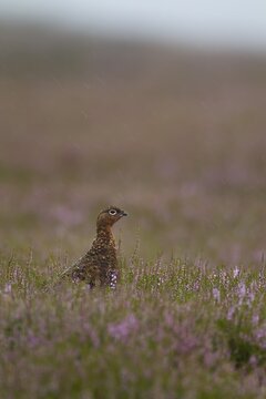 Red grouse (Lagopus lagopus scotica) adult female bird on a Summer moorland in flowering Heather plants during a rain storm, Yorkshire, England, United Kingdom
