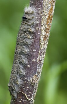 Gastropacha populifolia, hen, large poplar hen, lasiocampidae, poplar hen, mealyworm, butterfly, camouflage, high size, portrait, inchworm, insects, moths, moths, moths, moth, poplar cloak, caterpillar, butterfly, camouflage