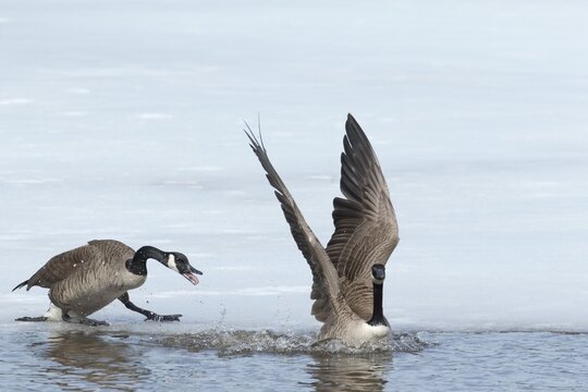Canada geese standing on a frozen lake. Branta canadensis, One goose with agressive display. Goosechasing another goose