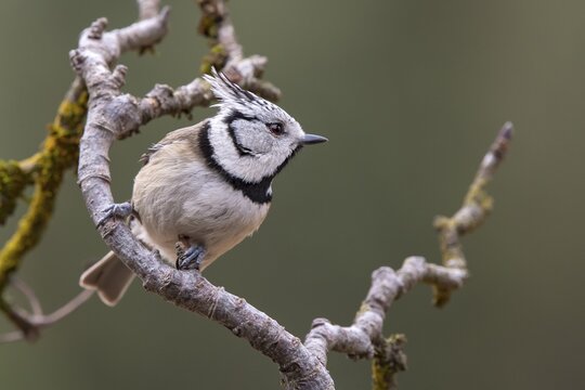 Crested Tit (Parus cristatus), sitting on a branch, Tyrol, Austria