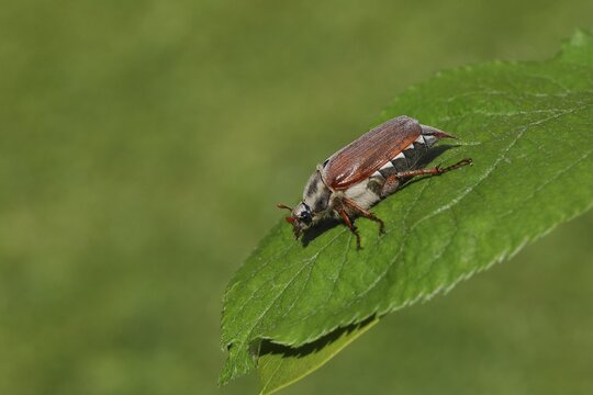 Cockchafer (Melolontha melolontha), field cockchafer, female on a leaf, Wilden, North Rhine-Westphalia, Germany